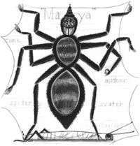 Rethinking Spider Legs - Under the Solano Sun - ANR Blogs